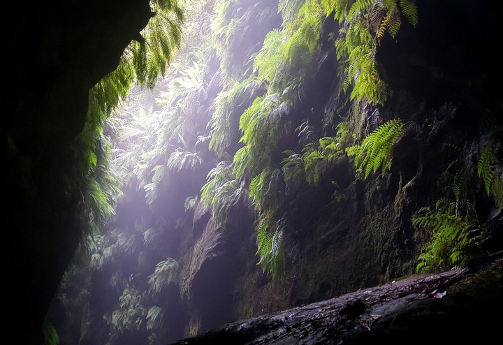 Fern hanging gardens