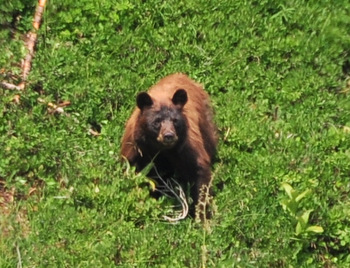 Black bear