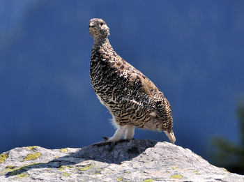 Female ptarmigan