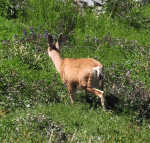 Mule deer