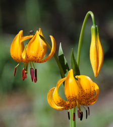 Leopard Lily