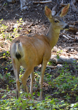 Mule deer near Bear Paw campground