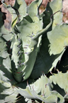Agave