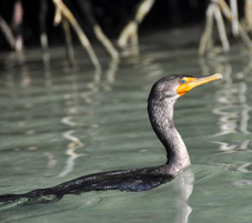 Cormorant