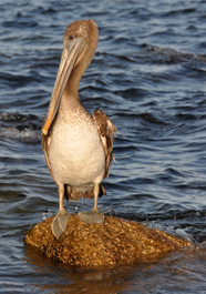 Pelican