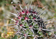 Purple cactus