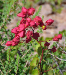 Red flower