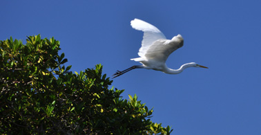 White heron