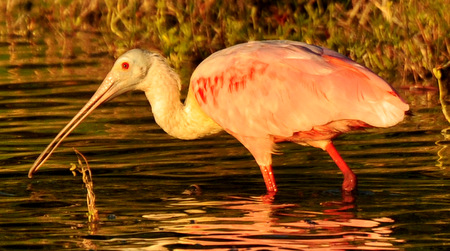 Roseate spoonbill