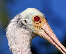 Roseate spoonbill