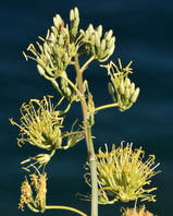 Agave flower