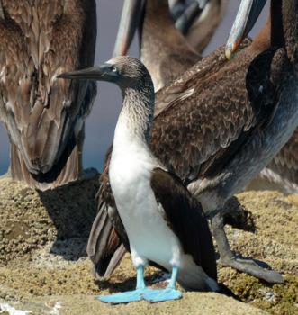 Blue-footed booby