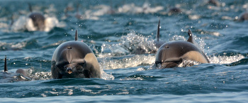 Common dolphins
