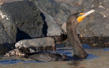 Double-crested Cormorant