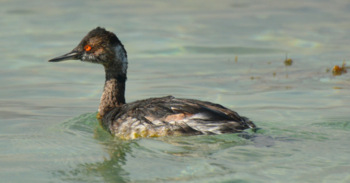 Eared Grebe