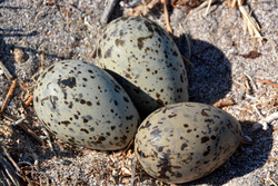 Seagull eggs