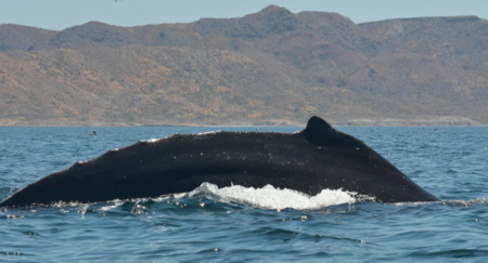 Humpback Whale