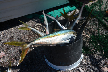 Jureles caught by El Pardito fishermen