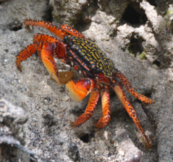 Mangrove crab