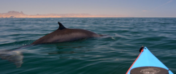 Minke whale