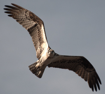 Osprey