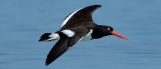American oystercatcher