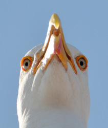 Look at those orange orbital rings