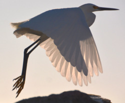 Snowy Egret