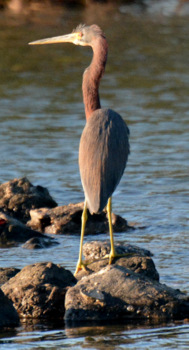 Tricolored Heron