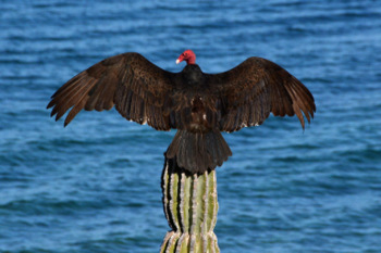 Turkey Vulture