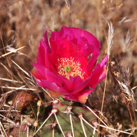 Blooming cacti