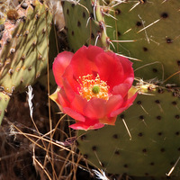 Blooming cacti