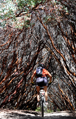 Judit going through the manzanita tunnels