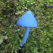 Blue fungi