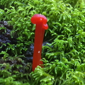 Red fungi
