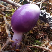 Purple fungi