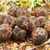 Brown fungi