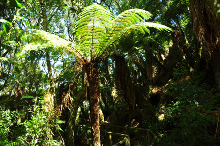 Bosque de helehos gigantes