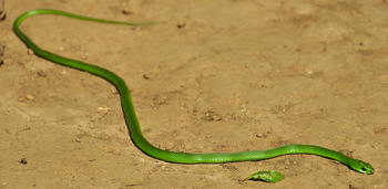 Culebra en el P. N. Amboró
