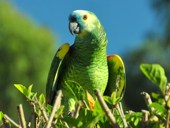 Loro en Samaipata