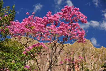 Tajibo en flor