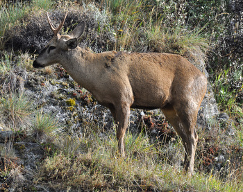Huemul