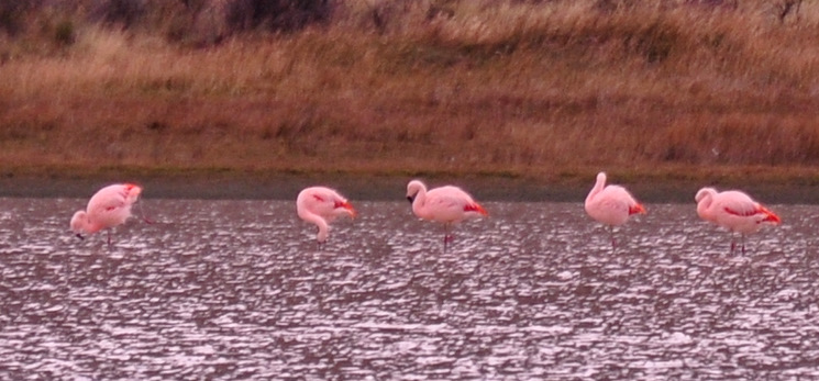 Flamingos