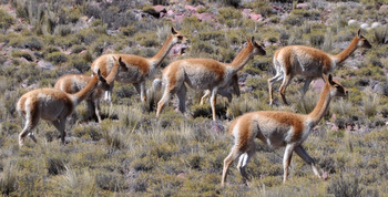 Vicuñas