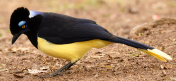 Urraca