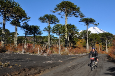 Cèsar riding in an araucaria forest