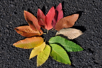 Leaves rainbow