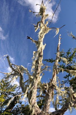 Lenga tree with hanging lichens