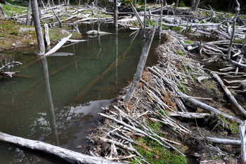 Beaver dam