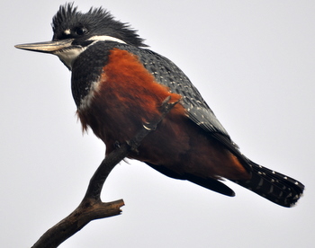 Kingfisher